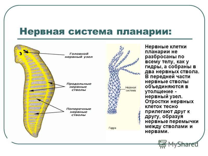 Что такое кракен тор